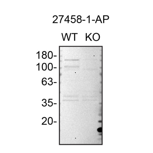 WB Image