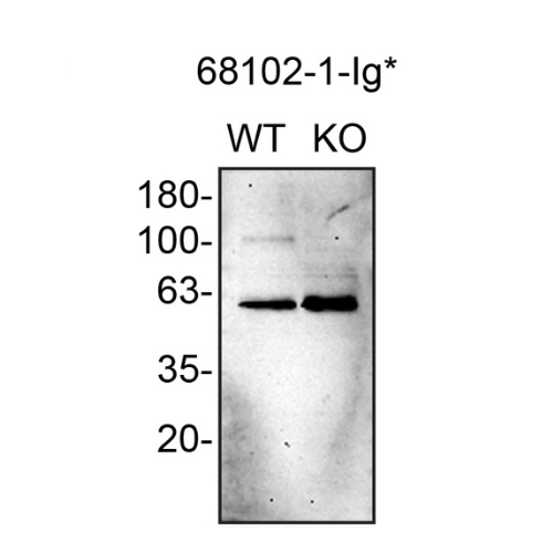 WB Image