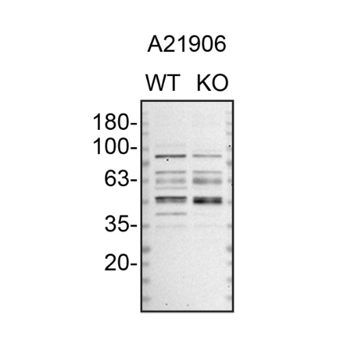 WB Image