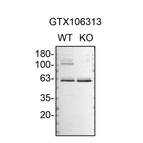 WB Image