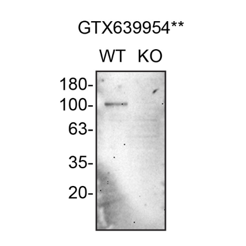 WB Image