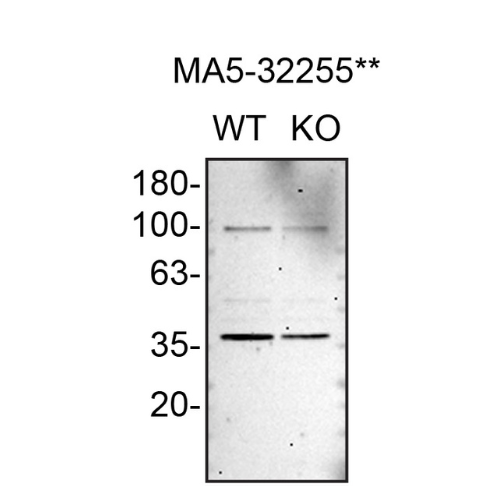 WB Image