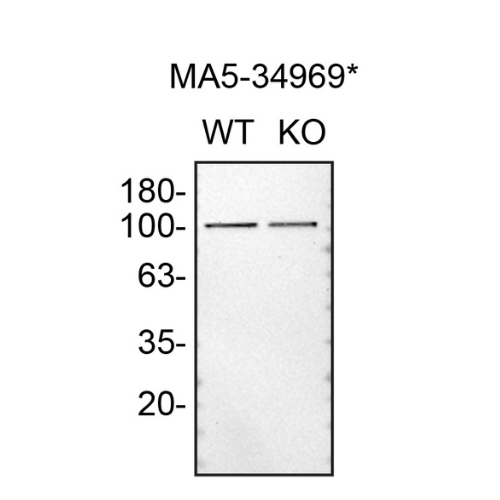 WB Image