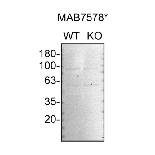 WB Image
