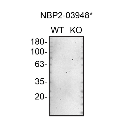 WB Image