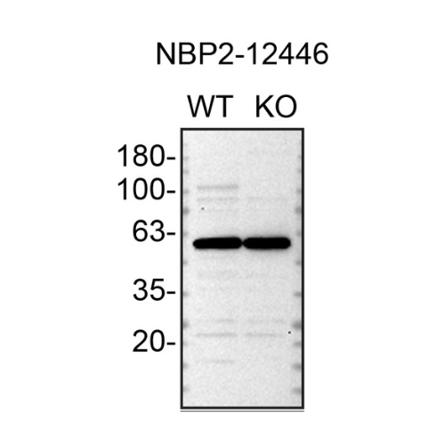 WB Image
