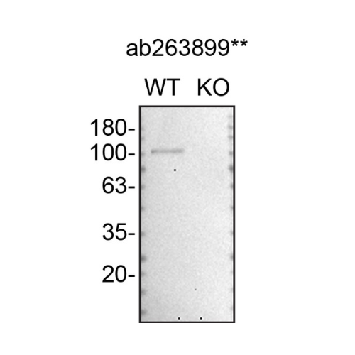 WB Image