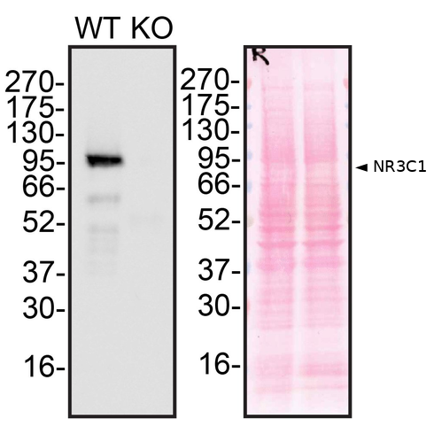 WB Image