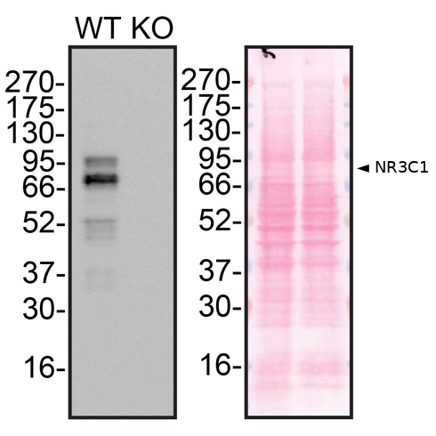 WB Image