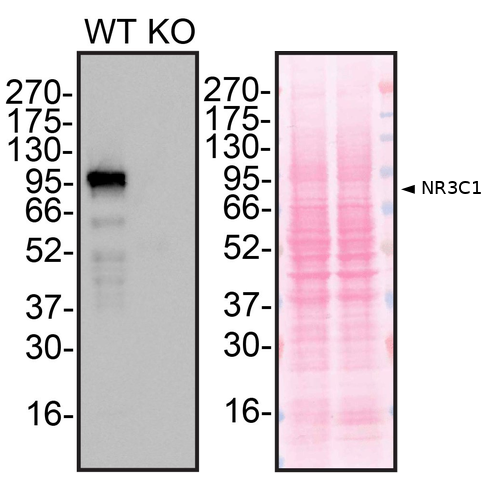 WB Image