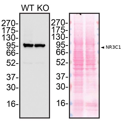 WB Image