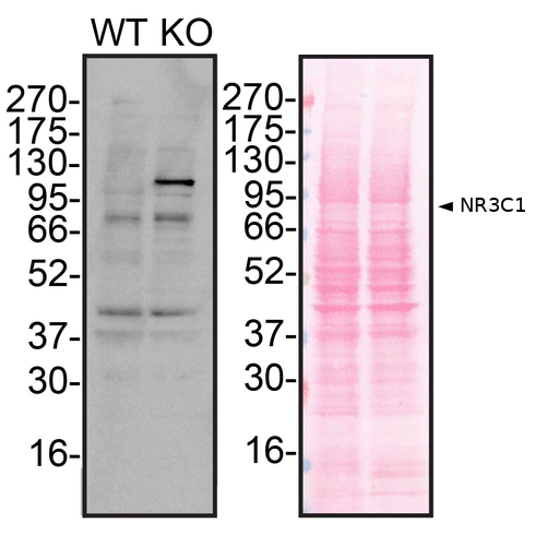 WB Image