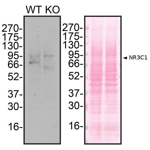WB Image