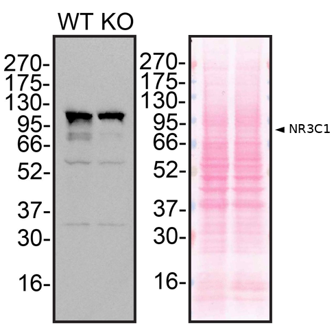 WB Image