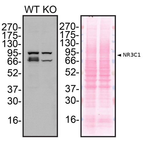 WB Image