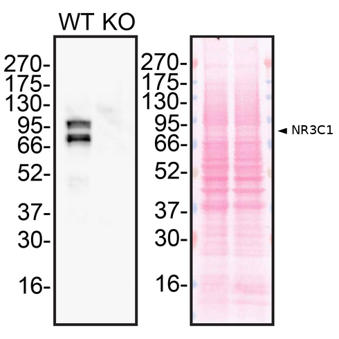 WB Image