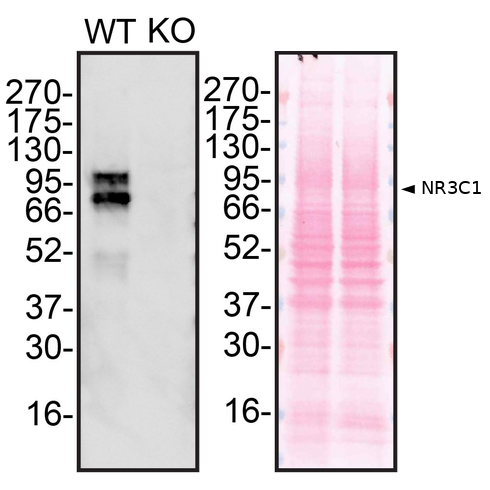 WB Image