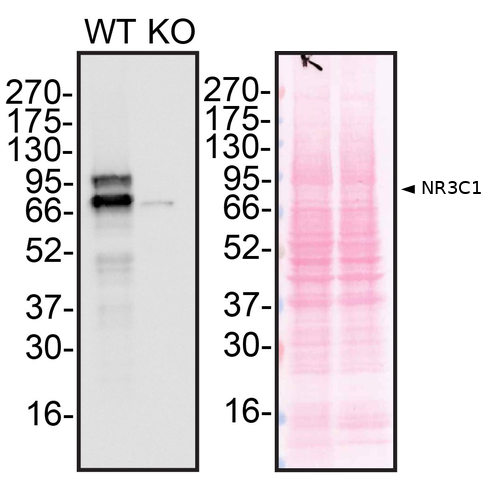 WB Image