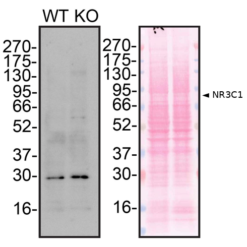 WB Image