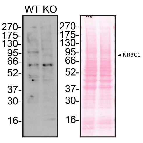 WB Image