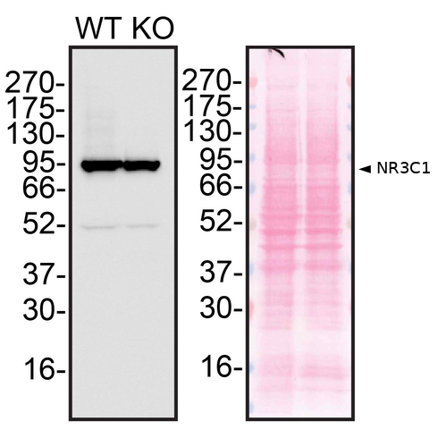 WB Image