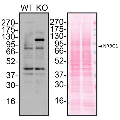 WB Image