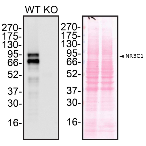 WB Image