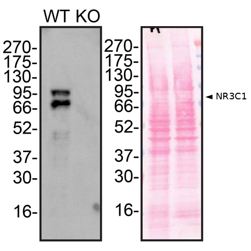 WB Image