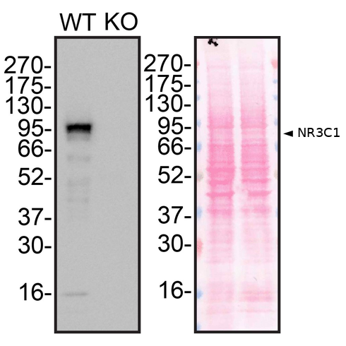 WB Image