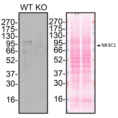 WB Image