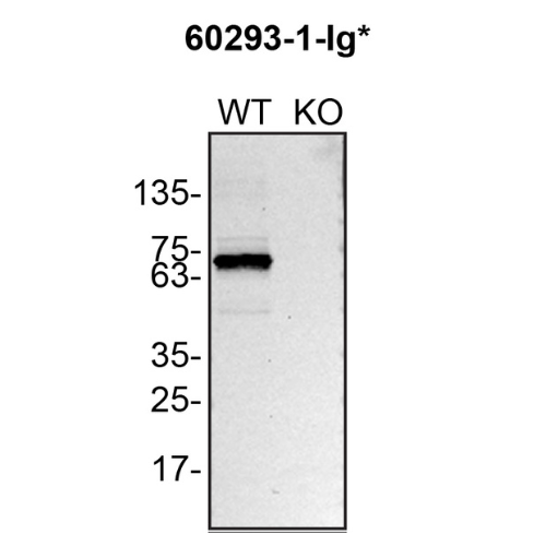 WB Image