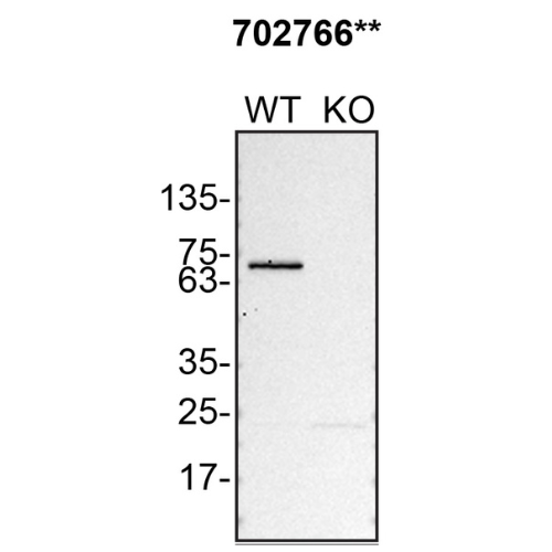 WB Image