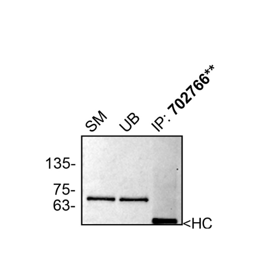 IP Image