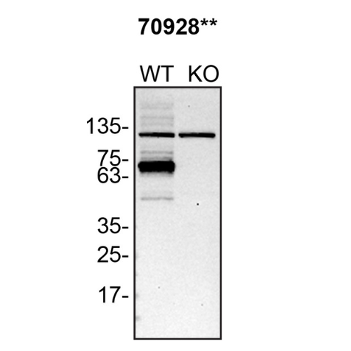 WB Image