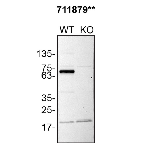 WB Image