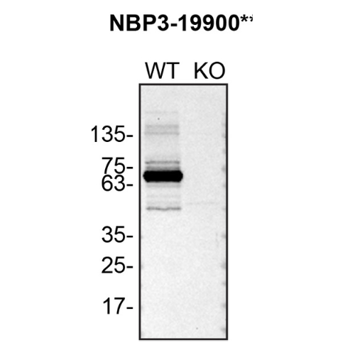 WB Image