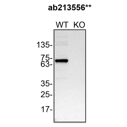 WB Image
