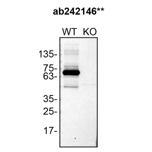 WB Image