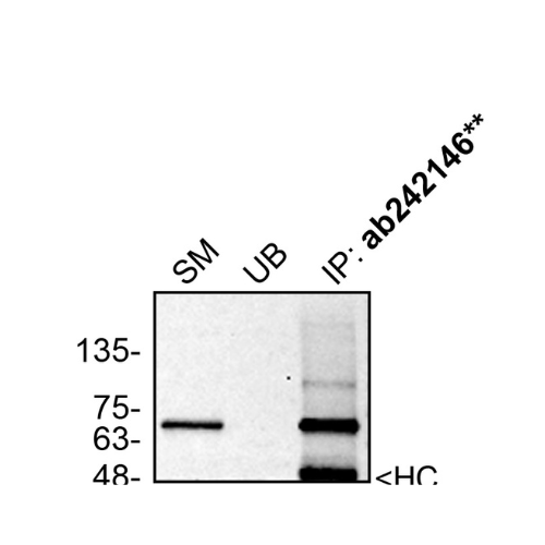 IP Image