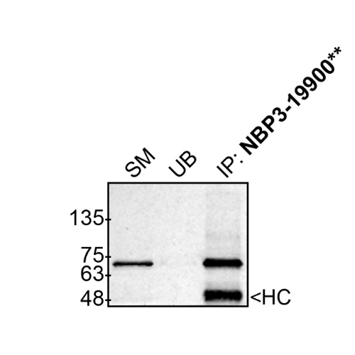IP Image