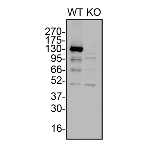 WB Image