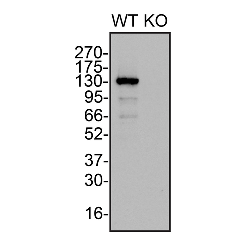 WB Image