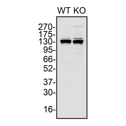 WB Image