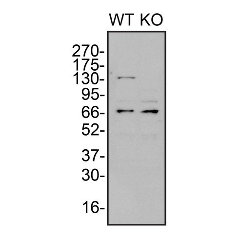 WB Image