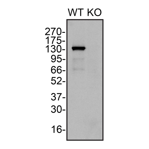 WB Image
