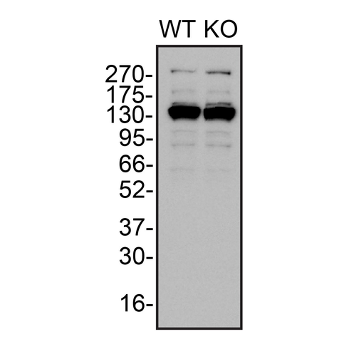 WB Image