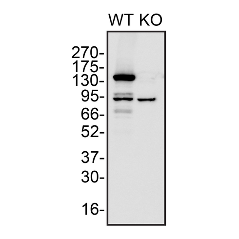 WB Image