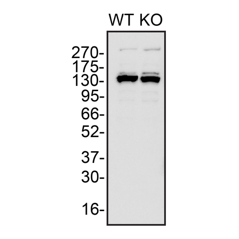 WB Image