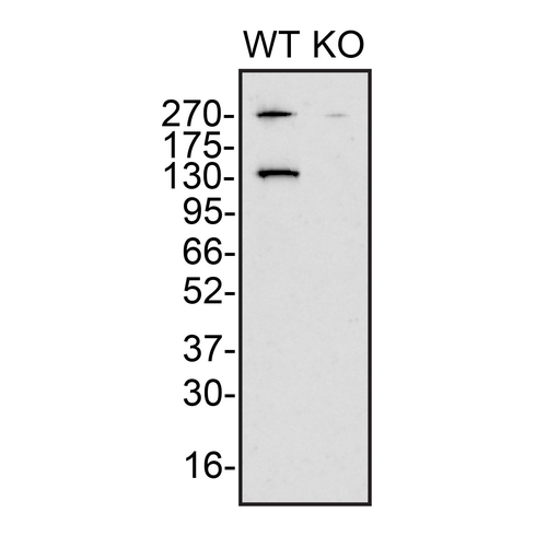 WB Image