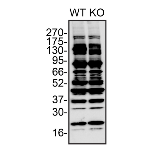 WB Image